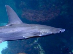 Haus des Meeres 13.03.2026